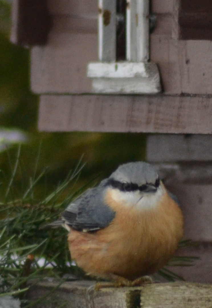 Kleiber am Vogelhaus