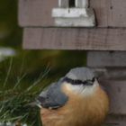 Kleiber am Vogelhaus