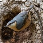 Kleiber an der vielleicht zukünftigen Nisthöhle