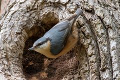 Kleiber an der vielleicht zukünftigen Nisthöhle