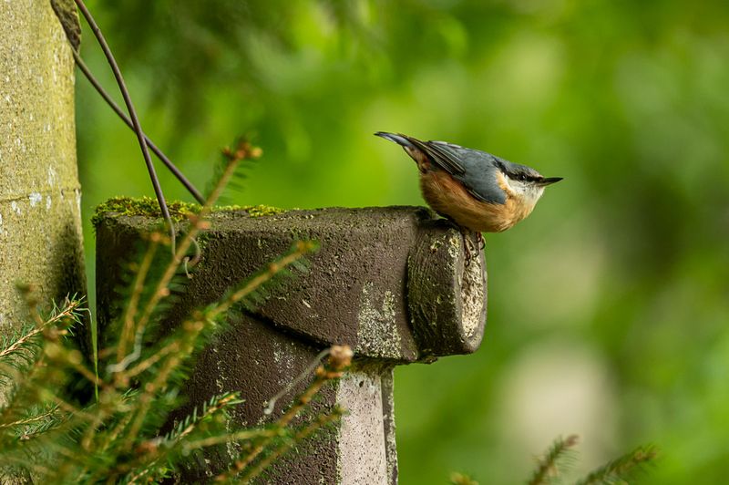 Kleiber an einem Nistkasten Foto & Bild | wald, natur, tele Bilder auf