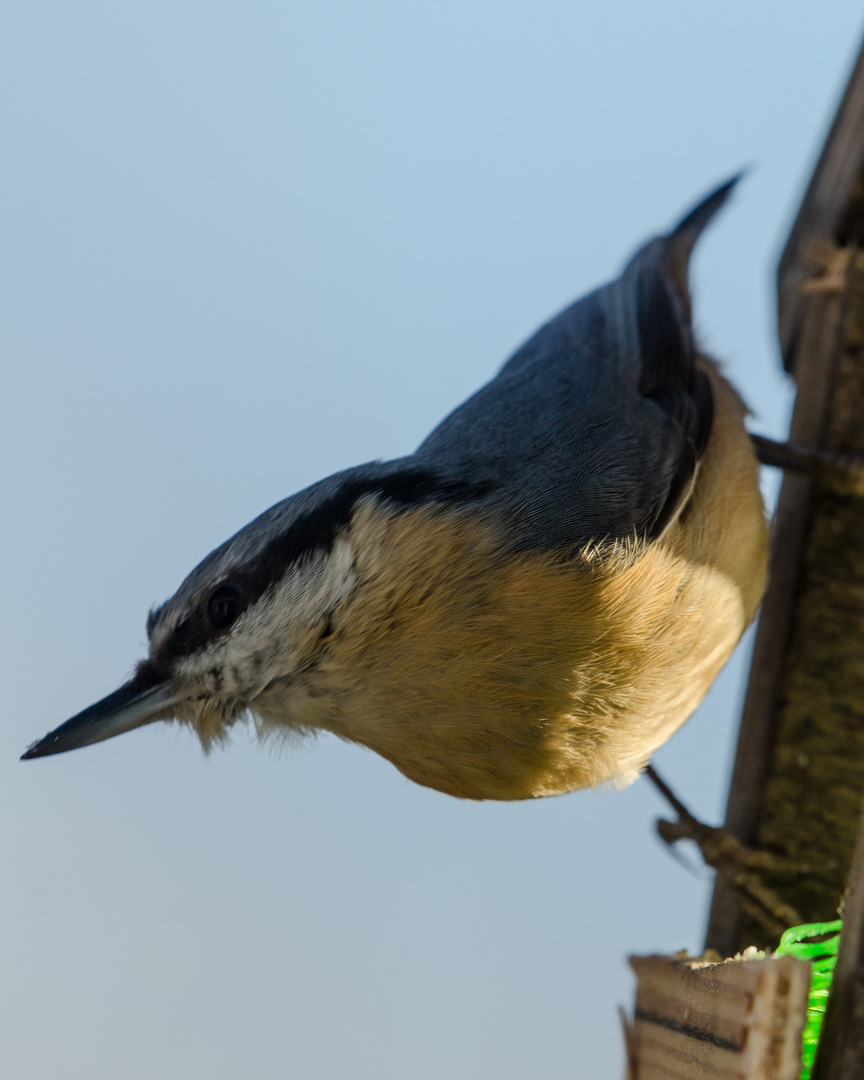 Kleiber an einem Vogelhaus