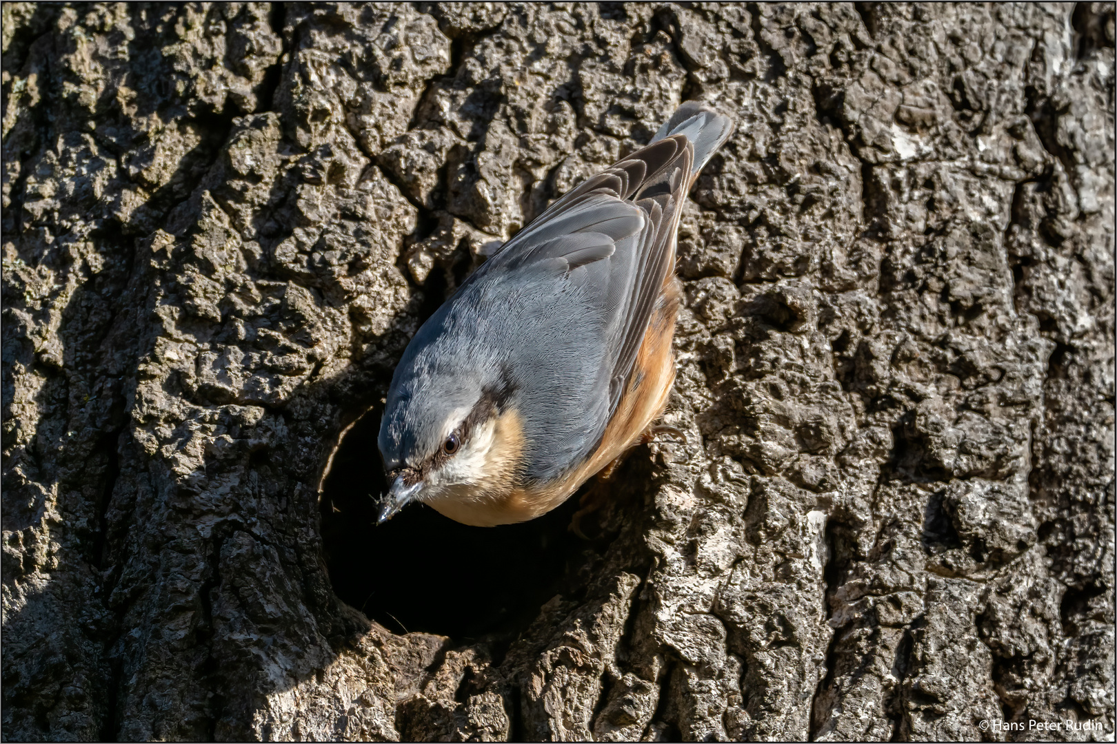 Kleiber an seiner Nisthöhle