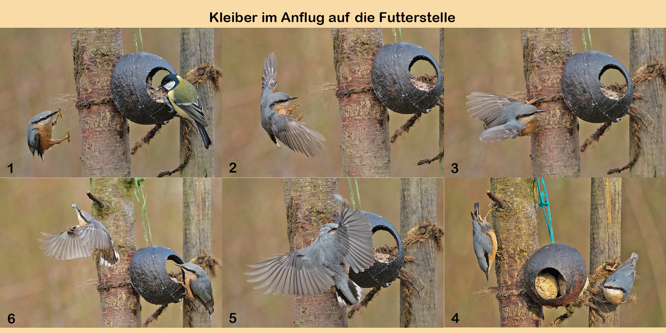 Kleiber-Anflug-auf-die-Futterstelle