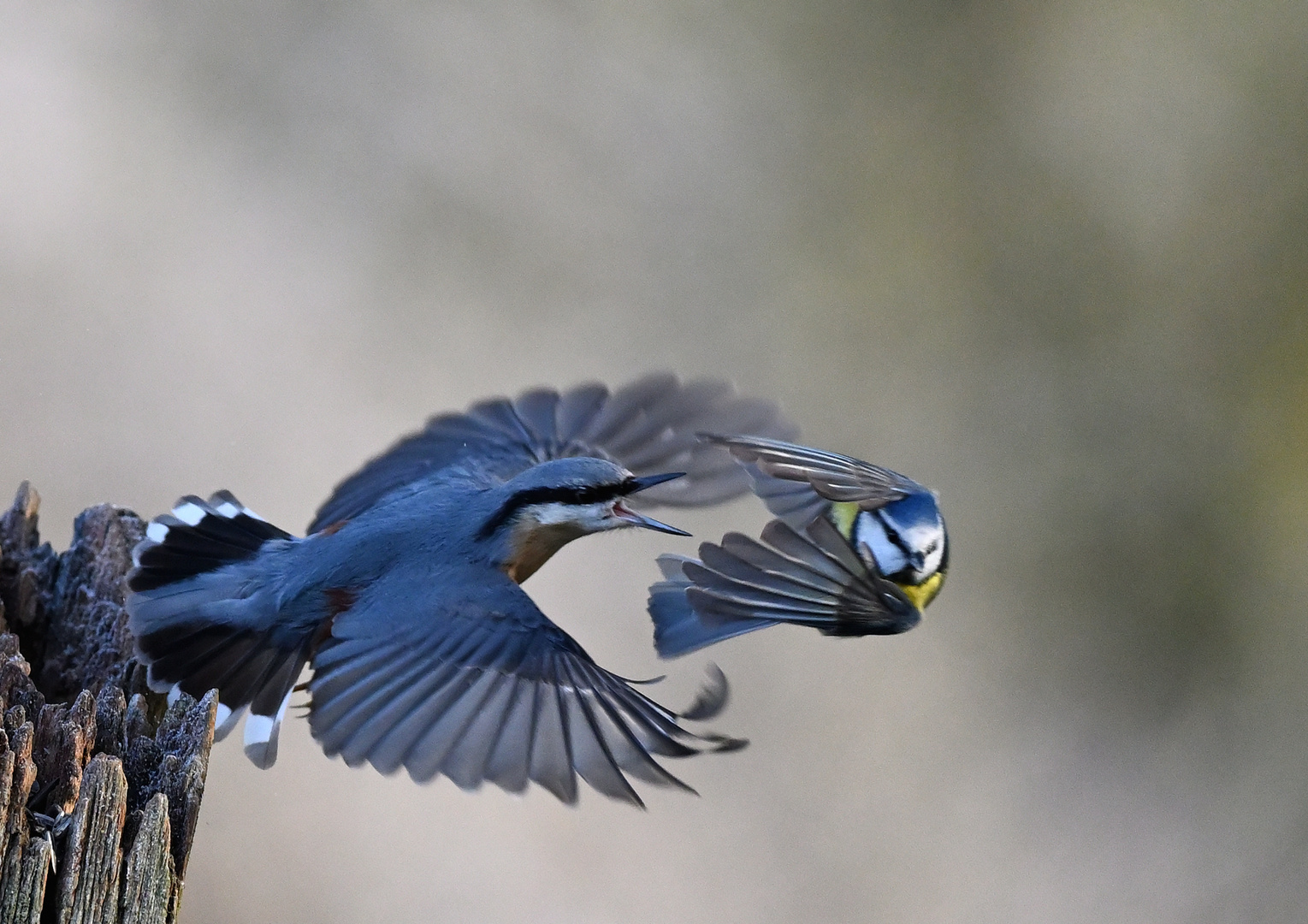 Kleiber attakiert Blaumeise