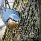 "Kleiber - auch ein IMMERKNIPSMICH Vögelchen"