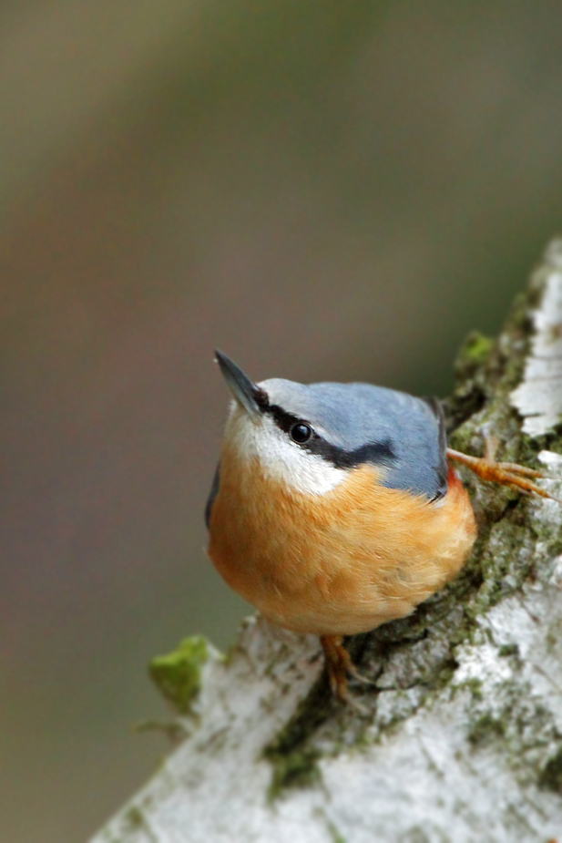 Kleiber auf Birke