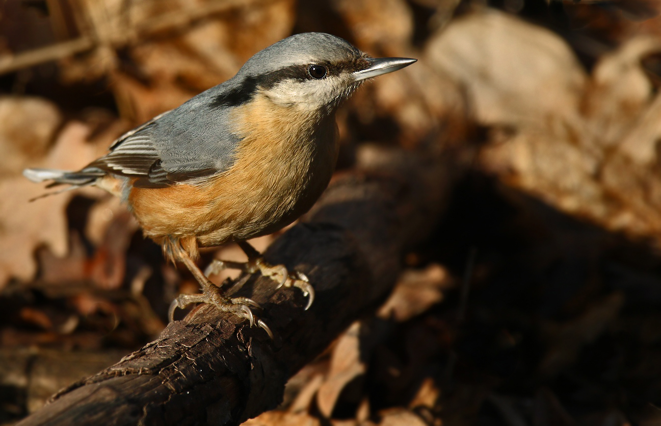 Kleiber auf der Lauer