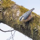 Kleiber auf Futtersuche