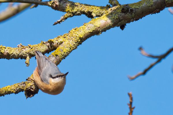 Kleiber auf Walnussbaum