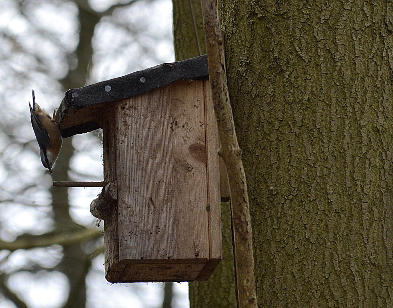 Kleiber begutachtet sein neues Wald Vogelhaus 