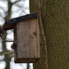 Kleiber begutachtet sein neues Wald Vogelhaus 