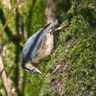 Kleiber bei der Futtersuche