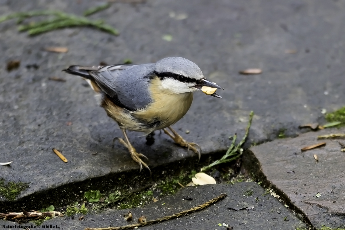 Kleiber bei der Futtersuche