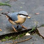 Kleiber bei der Futtersuche