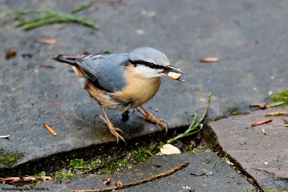 Kleiber bei der Futtersuche