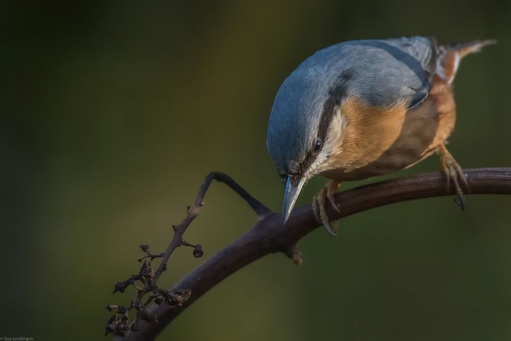 Kleiber bei Sonnenschein