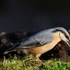 Kleiber beim Abendschmaus