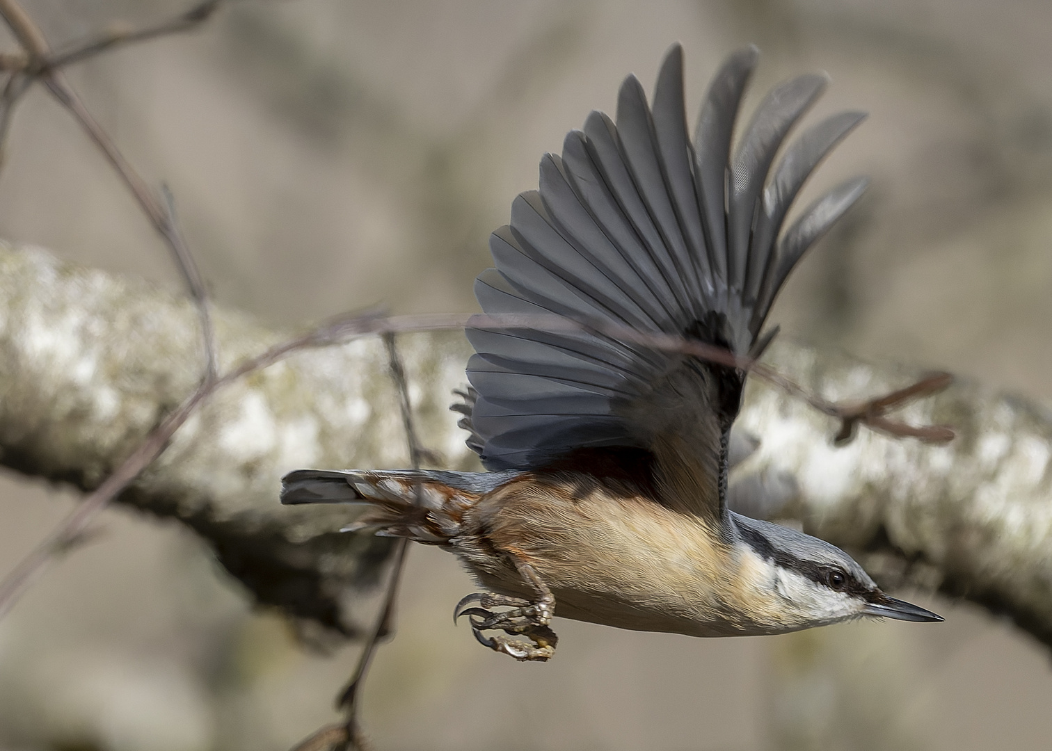 Kleiber beim Abflug