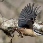 Kleiber beim Abflug