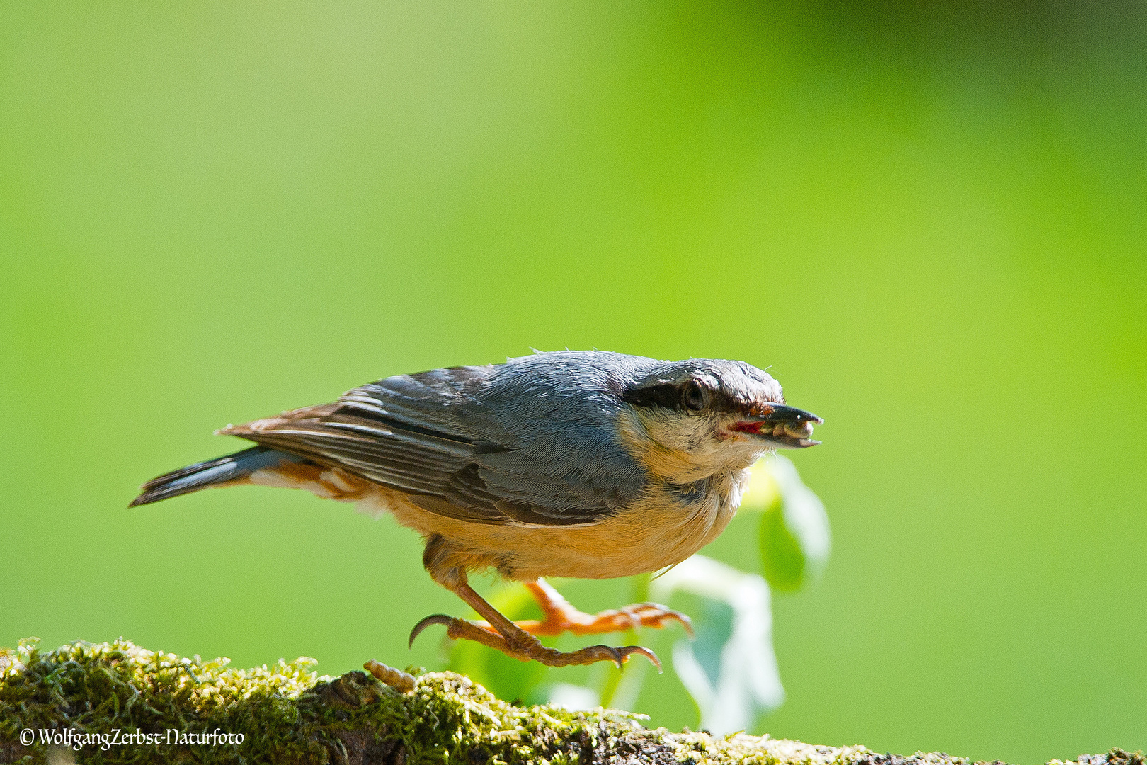 --- Kleiber beim Abflug ---     ( Sitta europaea )