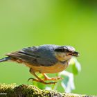 --- Kleiber beim Abflug ---     ( Sitta europaea )