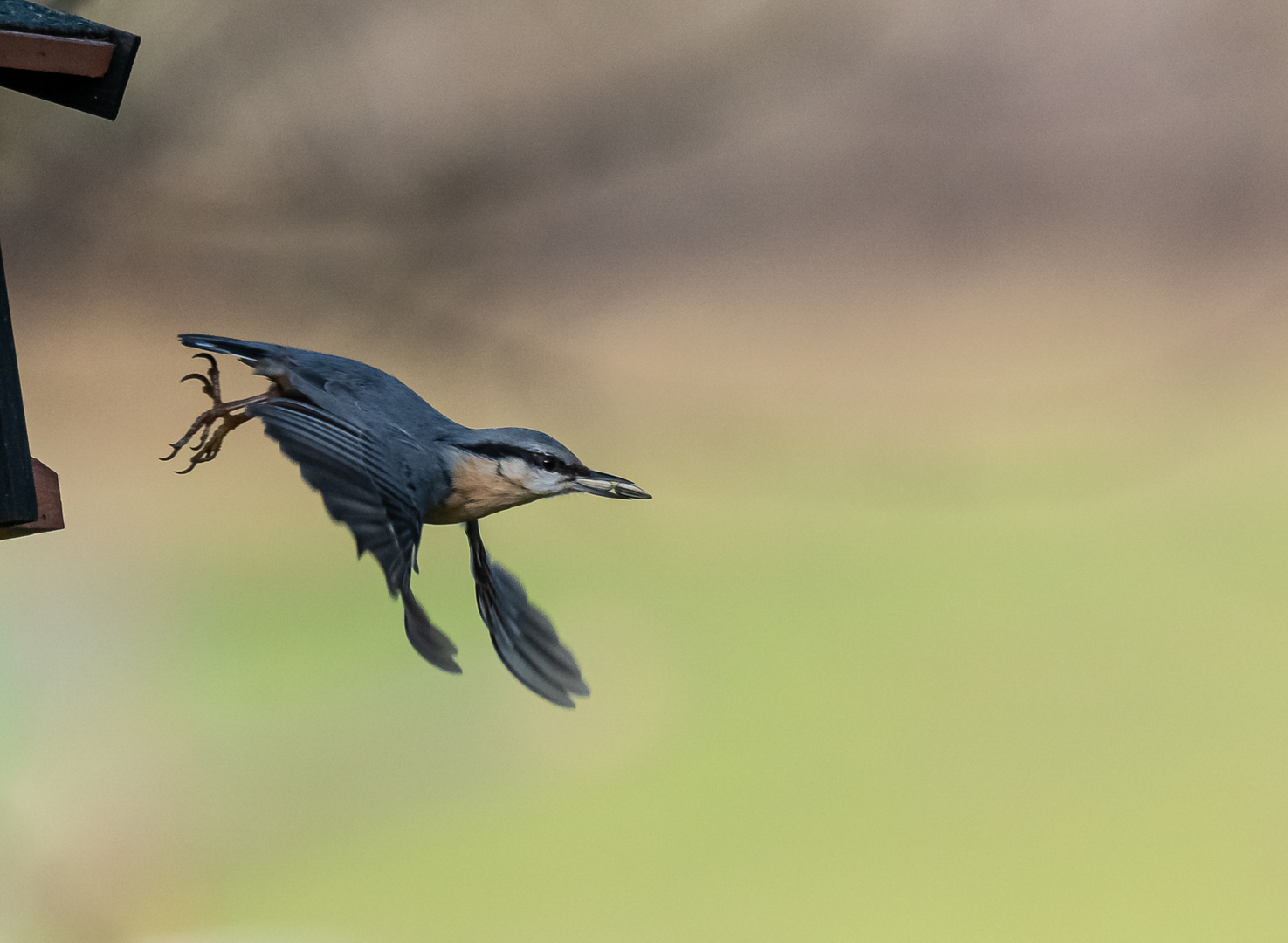 Kleiber beim Abflug von der Futterstelle