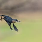 Kleiber beim Abflug von der Futterstelle