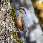 Kleiber beim Absuchen eines Baumes