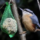 Kleiber beim Frühstück