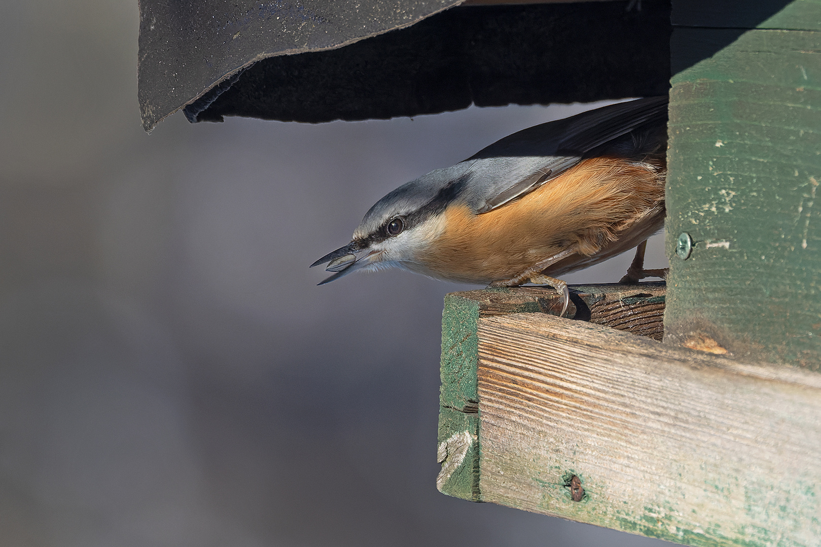 Kleiber beim  Futterhaus