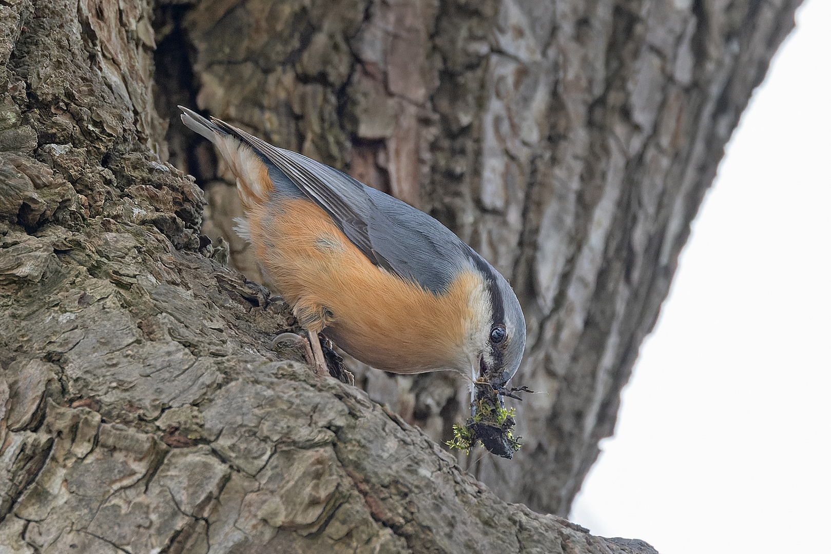 Kleiber beim Nestbau