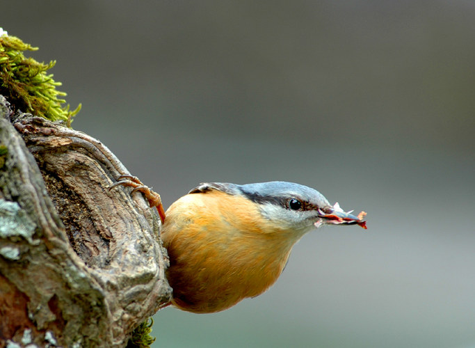 Kleiber beim Nestbau