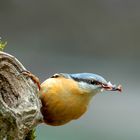 Kleiber beim Nestbau