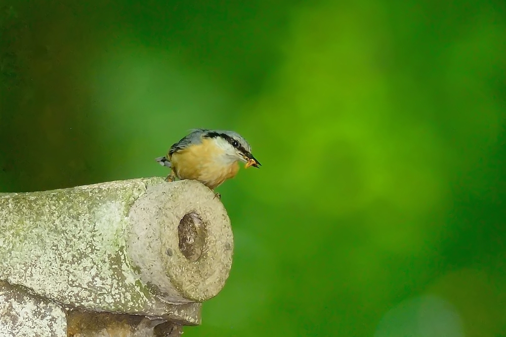 Kleiber beim Nestbau