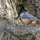 Kleiber beim Nestbau 2