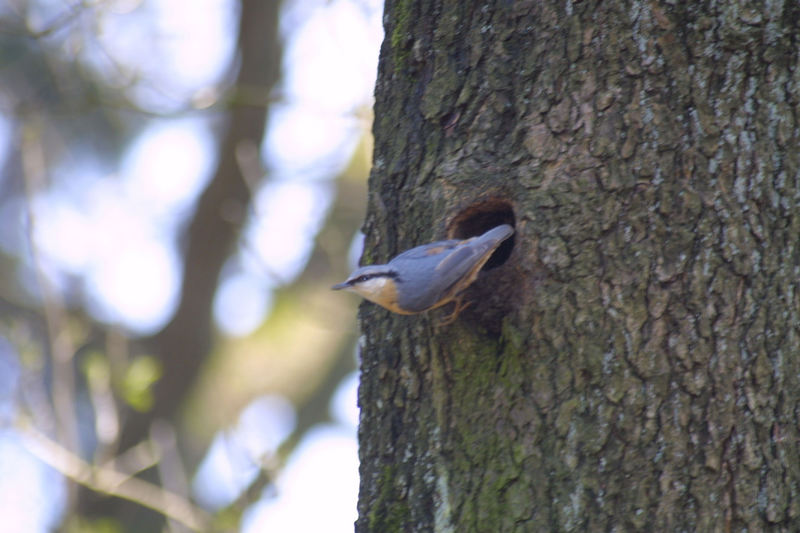 Kleiber beim Nestbau