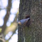 Kleiber beim Nestbau