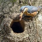 Kleiber beim Nestbau