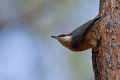 Kleiber beim Nestbau