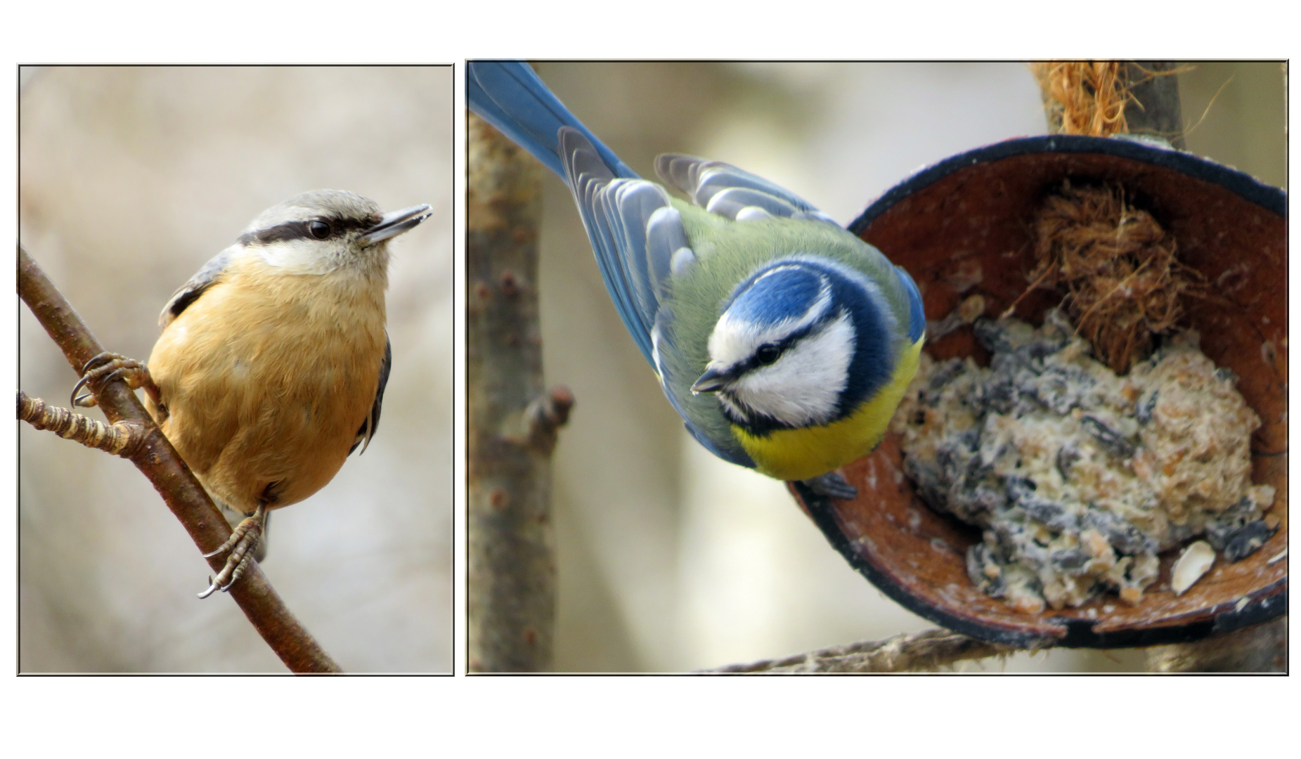 Kleiber & Blaumeise