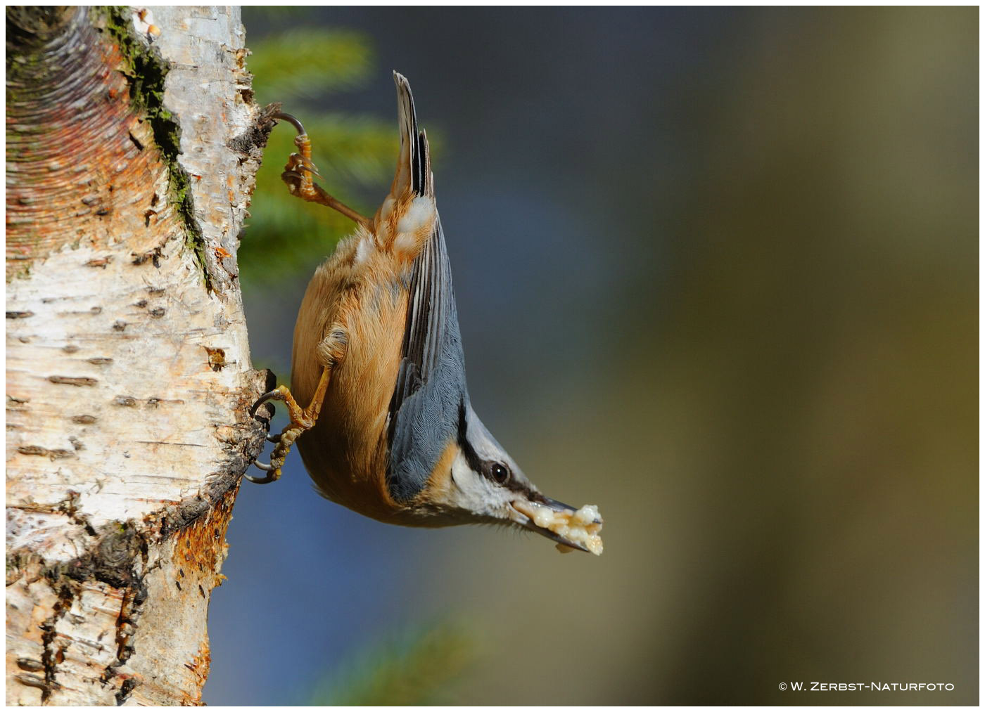 --- Kleiber die Futtersuche hat sich gelohnt ! ( Sitta europaea )