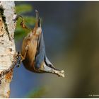 --- Kleiber die Futtersuche hat sich gelohnt ! ( Sitta europaea )