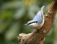 Kleiber, Eurasian Nuthatch,2018 UHS_1262