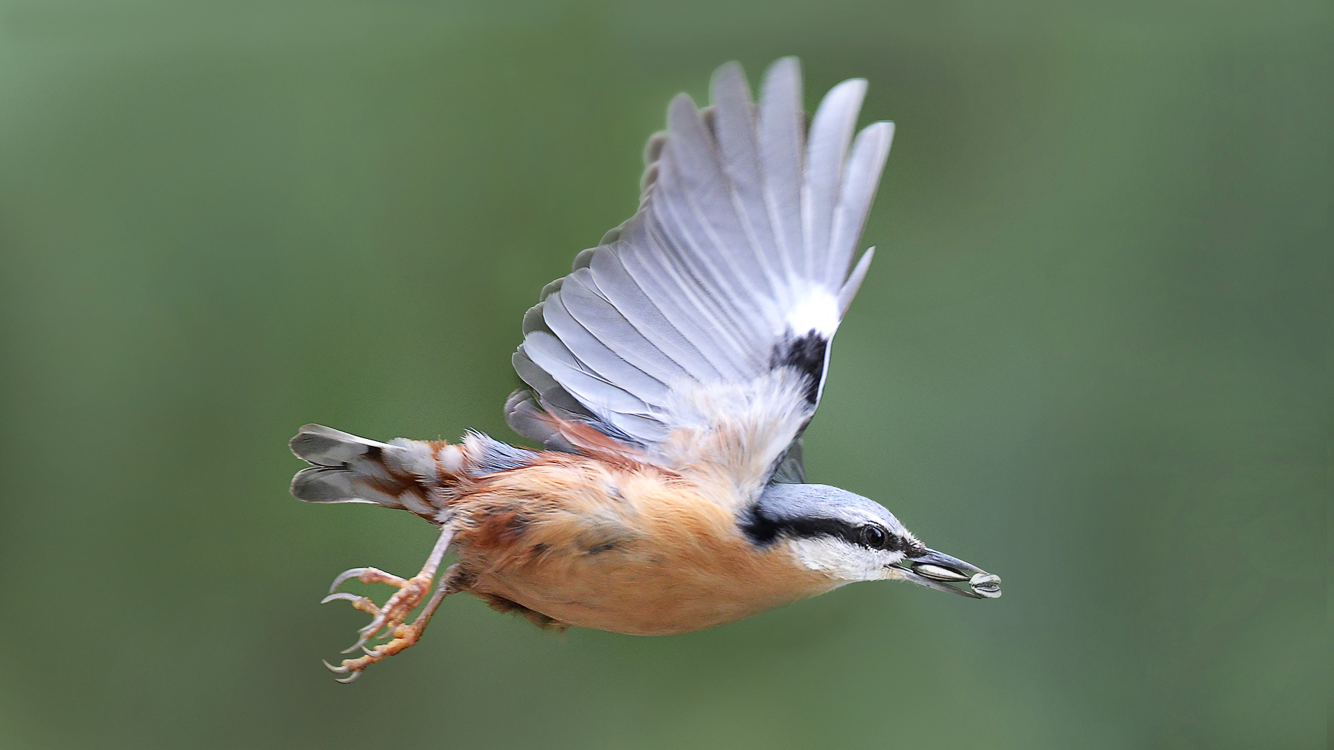 Kleiber / Flugbild