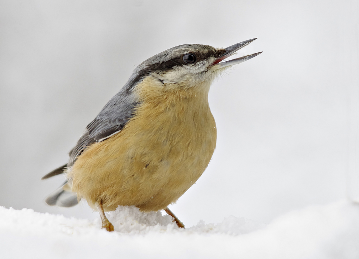 Kleiber ganz nahe im Schnee