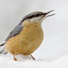 Kleiber ganz nahe im Schnee