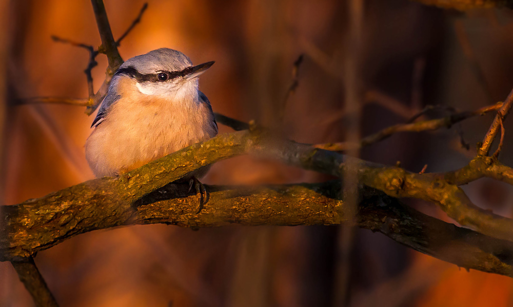 Kleiber im Abendrot