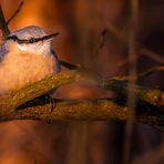 Kleiber im Abendrot