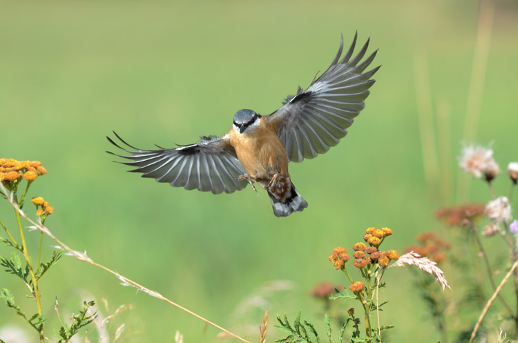 Kleiber im Anflug